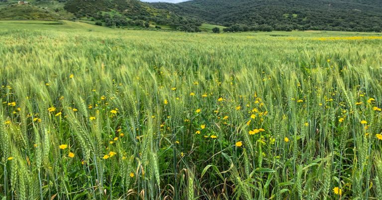 جهة فاس مكناس تقود انتعاش القطاع الفلاحي بنسبة 36% من الإنتاج الوطني Hcxciwpkvrdorcfj42ph2jjvey.jpeg