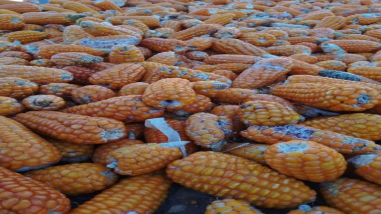 Slider 1729536165whatsapp image 2024 10 21 at 19.39.41.jpeg