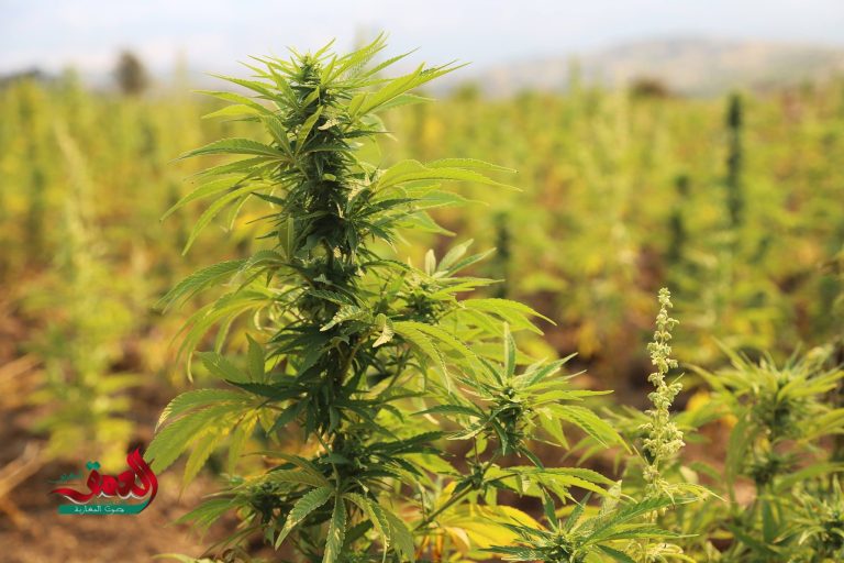 سنة بعد العفو الملكي عن مزارعي القنب الهندي.. تقييم الواقع وتحديات المستقبل 611d086b89c25.jpg