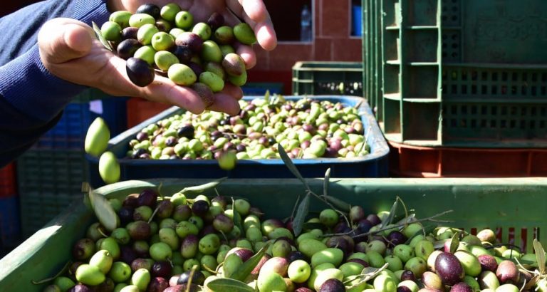 Agriculture ollive huile dolive 3325 1674214438.jpg
