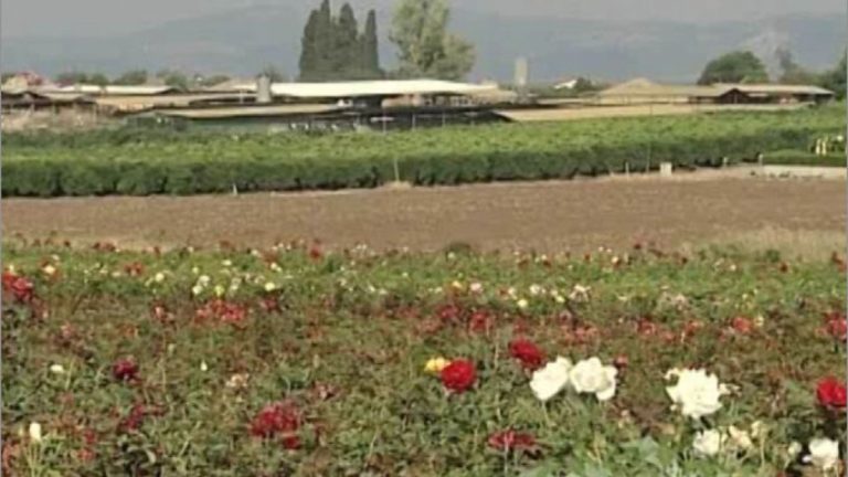 Ef8c8a91 0287 4e8c b21e 5f18812e9974.jpeg